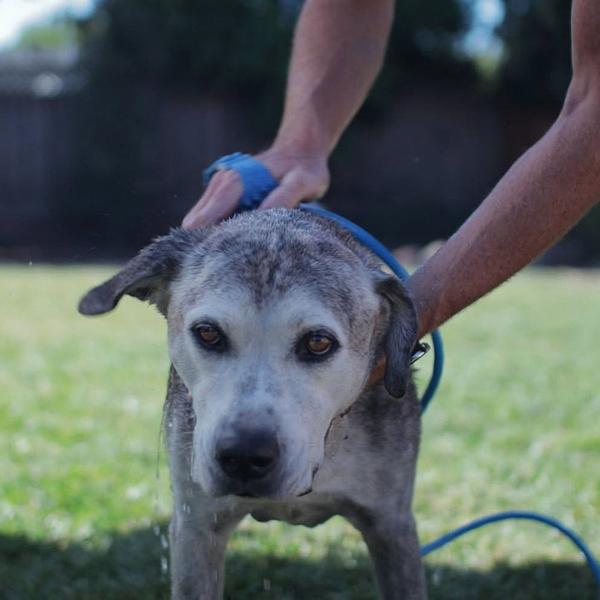 Chuveiro Pet com Massageador PET BATHING