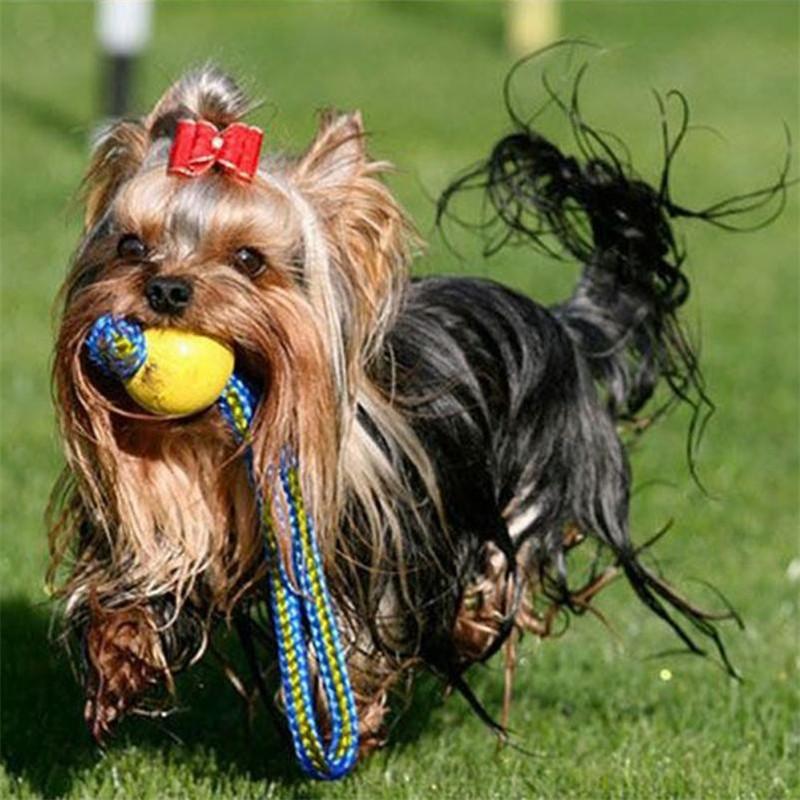 Brinquedo Bola e Corda para Treinamento de Cães