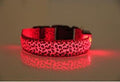 Coleira Leopardo LED