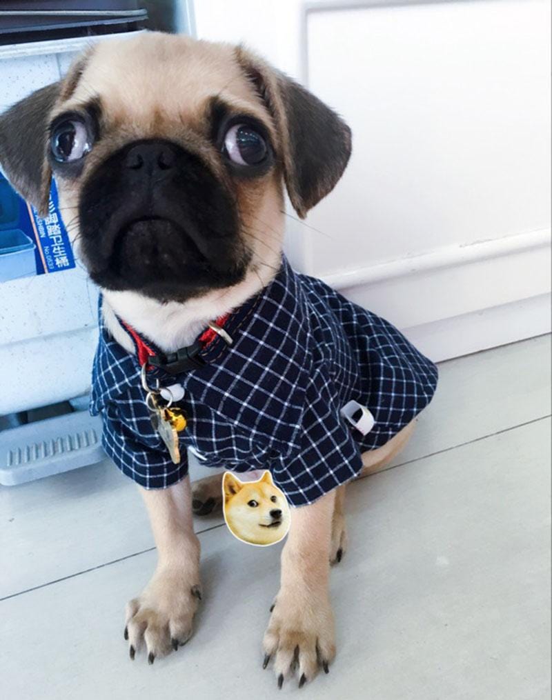 Camisa Super Elegante para Pets