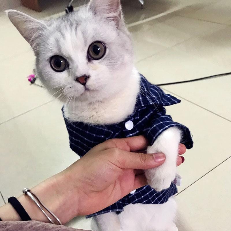 Camisa Super Elegante para Pets